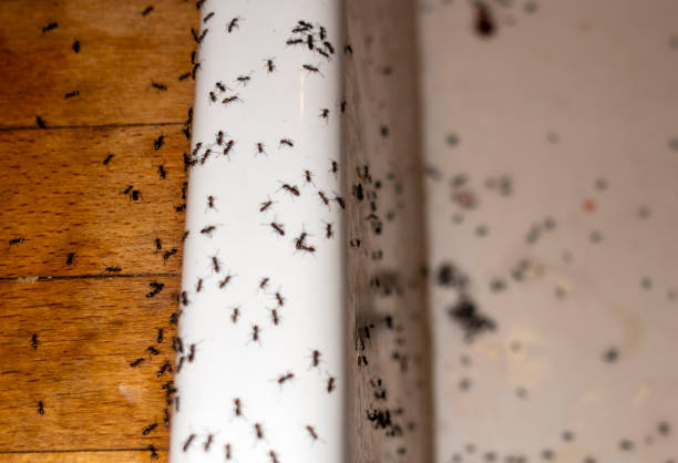 Best Commercial Pest Control Services  in Lake Cherokee, TX