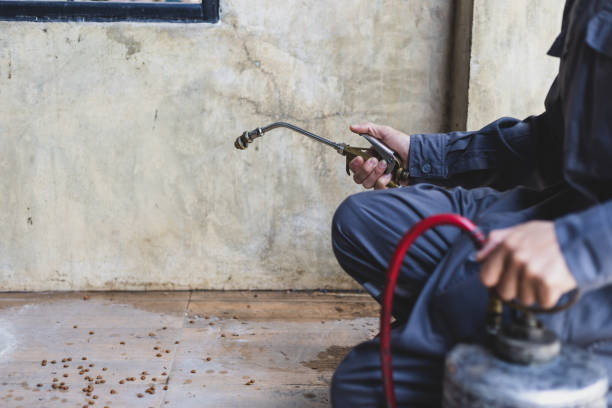 Best Wasp Removal Services  in Lake Cherokee, TX